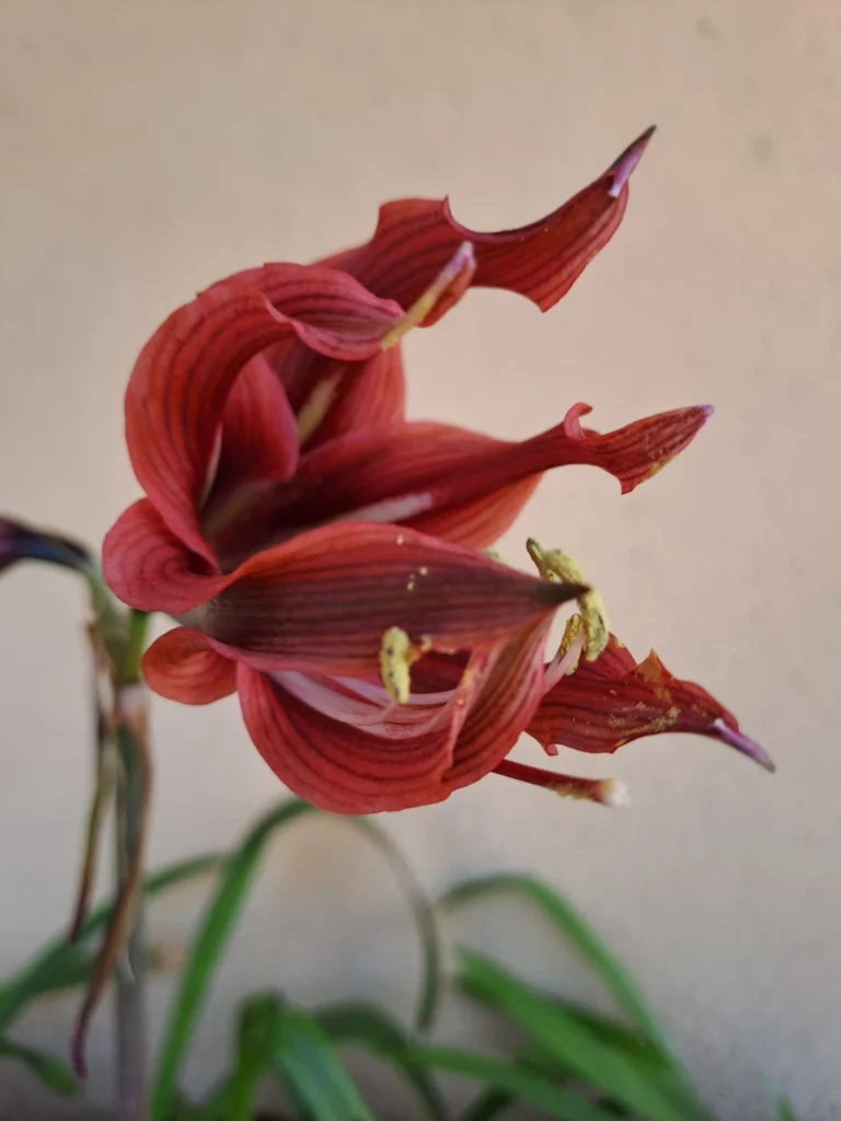 Hippeastrum hybrid RDSn4 - 1 bulb.