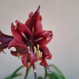 Alternative view of Hippeastrum AHn2 x RDS - 10 seeds.