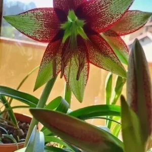 Alternative view of Hippeastrum Lapacense hyb.n5 x Leucopardinum - 10 seeds.