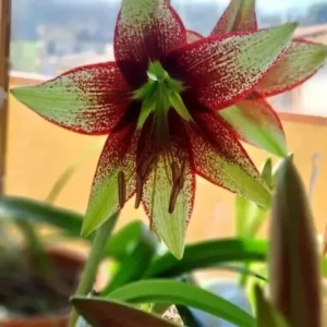 Hippeastrum Lapacense hyb.n5 x Leucopardinum - 10 seeds.