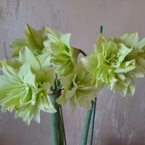 Hippeastrum sonatini n173 X Yellow Crown - 20 seeds.