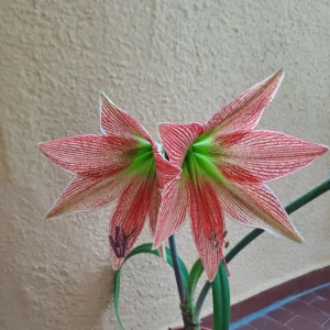 Alternative view of Hippeastrum Lapacense x Autumn Rose Lady variegated  - 10 seeds.
