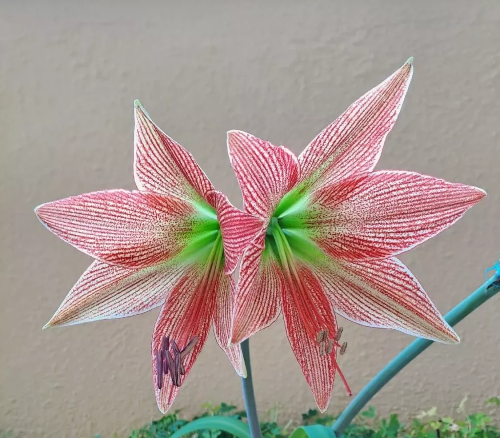 Hippeastrum Lapacense x Autumn Rose Lady variegated  - 10 seeds.