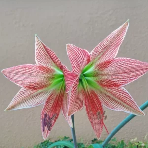 Hippeastrum Lapacense x Autumn Rose Lady variegated  - 10 seeds.