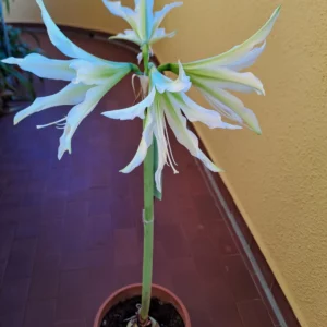 Hippeastrum AP8 X White Nile - 10 seeds.