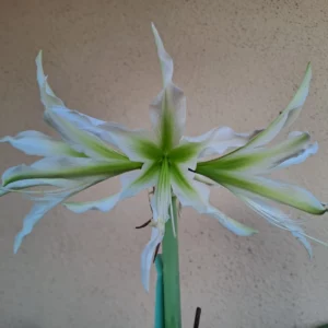 Hippeastrum White Nile x  Tarantula - 10 seeds.