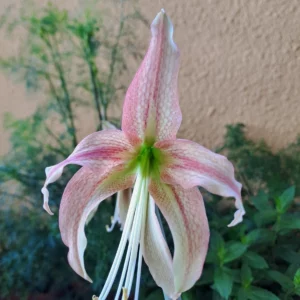 Alternative view of Hippeastrum AP6 X MHn2 - 10 seeds.