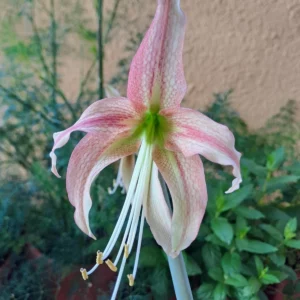 Hippeastrum AP6 X MHn2 - 10 seeds.