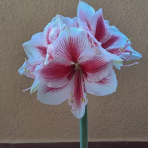 Hippeastrum Pink Beauty x self - 10 seeds.