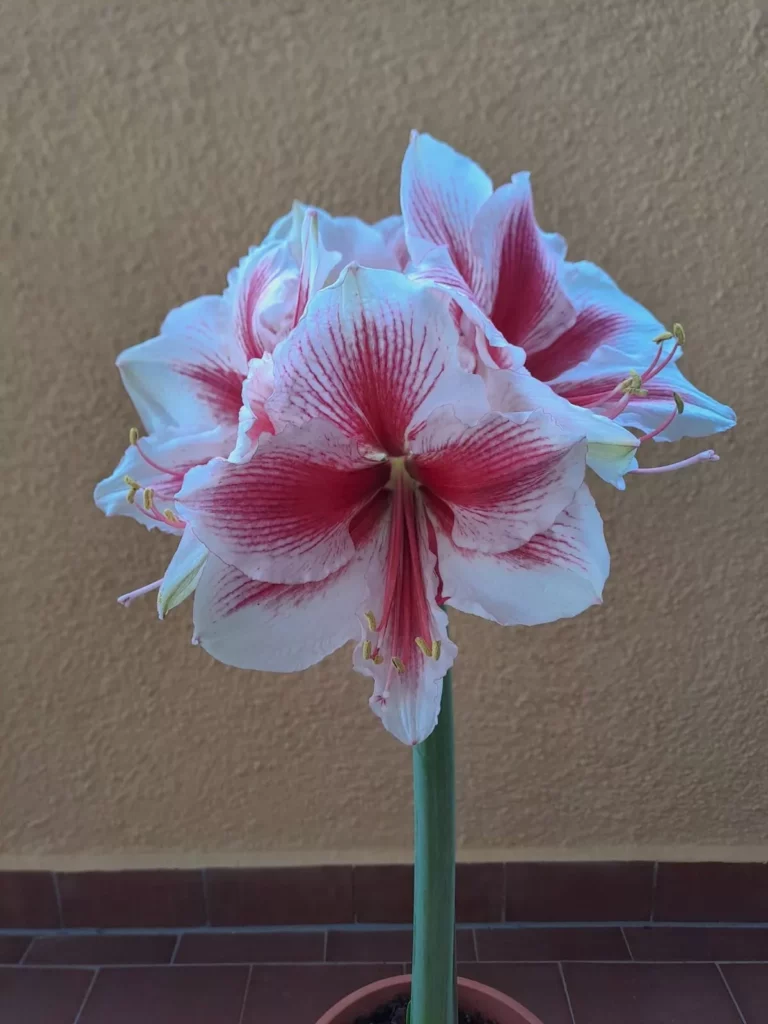 Hippeastrum Pink Beauty x self - 10 seeds.