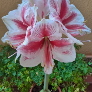 Alternative view of Hippeastrum Pink Beauty x self - 10 seeds.
