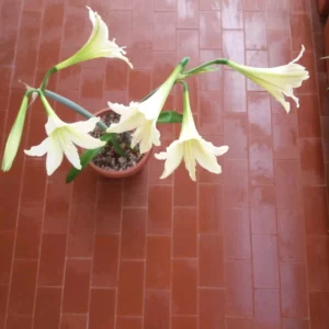 Hippeastrum Papilio hyb. n20 x Golden Daylight 10 seeds.