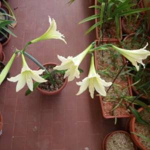 Hippeastrum  Misty x Golden Daylight - 10 seeds.