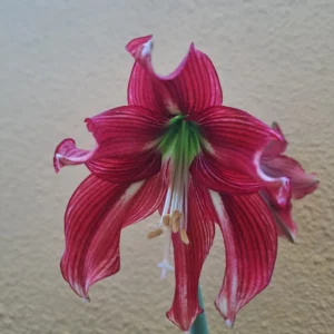 Alternative view of Hippeastrum Papilio hyb. n20 x Golden Daylight 10 seeds.