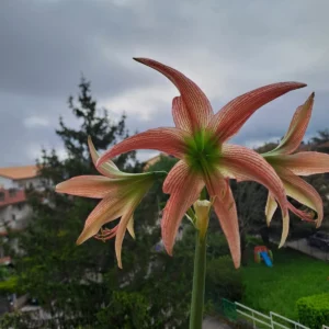 Hippeastrum EL X Tarantula - 10 seeds.