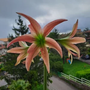 Hippeastrum ELn2 X APHn2 10 seeds.