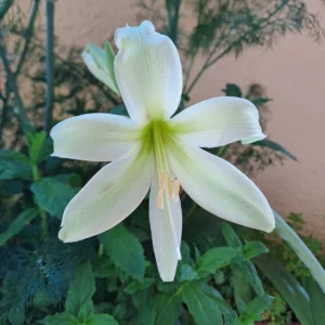 Alternative view of Hippeastrum Yellow Hybrid X bukasovii -10 seeds.