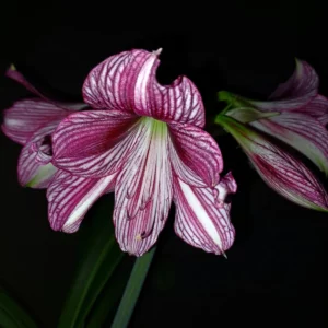 Alternative view of Hippeastrum Elza x  Autumn Rose Lady variegated  - 10 seeds.