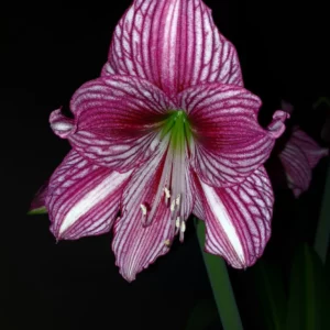 Hippeastrum Elza x  Autumn Rose Lady variegated  - 10 seeds.