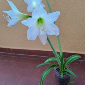 Hippeastrum White Variegated X Lapacense 10 seeds.