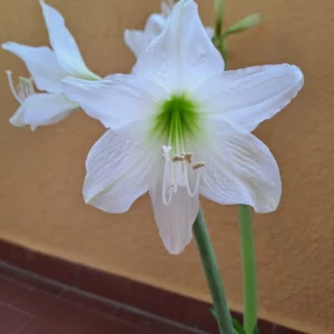 Alternative view of Hippeastrum White Variegated X Pink Variegated 10 seeds.