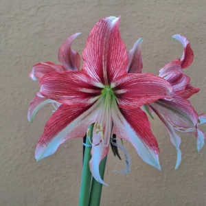 Alternative view of Hippeastrum Happy Valley x self - 10 seeds.