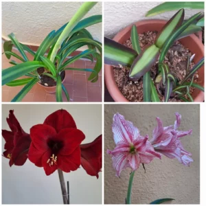 Hippeastrum reticulatum #1851 x APLOV reticulatum 10 seeds.