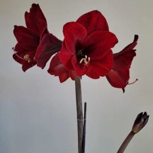 Alternative view of Hippeastrum reticulatum #1851 x APLOV reticulatum 10 seeds.
