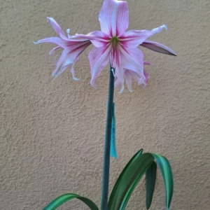 Hippeastrum White Variegated X Pink Variegated 10 seeds.