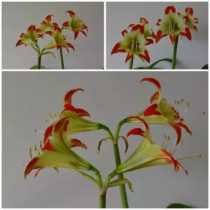 Alternative view of Hippeastrum Nelsonii x Calyptratum Hybrid n1 - 10 seeds.