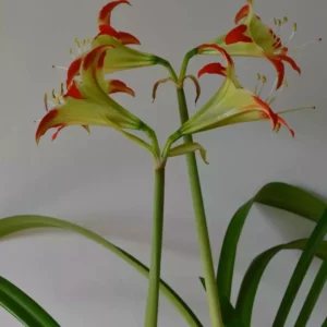 Hippeastrum Nelsonii x Calyptratum Hybrid n1 - 10 seeds.