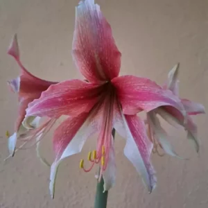 Hippeastrum Rosario hy. X Harushigure hyb. -10 seeds.