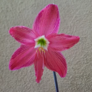 Hippeastrum Tarantula X Traubii - 7 seeds.