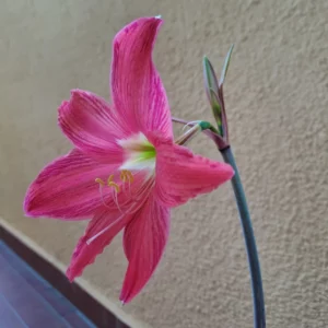 Alternative view of Hippeastrum Tarantula X Traubii - 7 seeds.