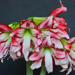 Alternative view of Hippeastrum sonatini Strips and Strips 1 bulb Flowers Size bulb.