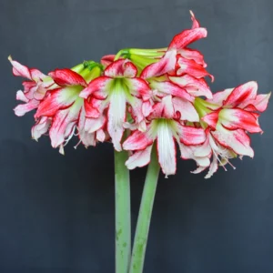 Hippeastrum sonatini Strips and Strips 1 bulb Flowers Size bulb.