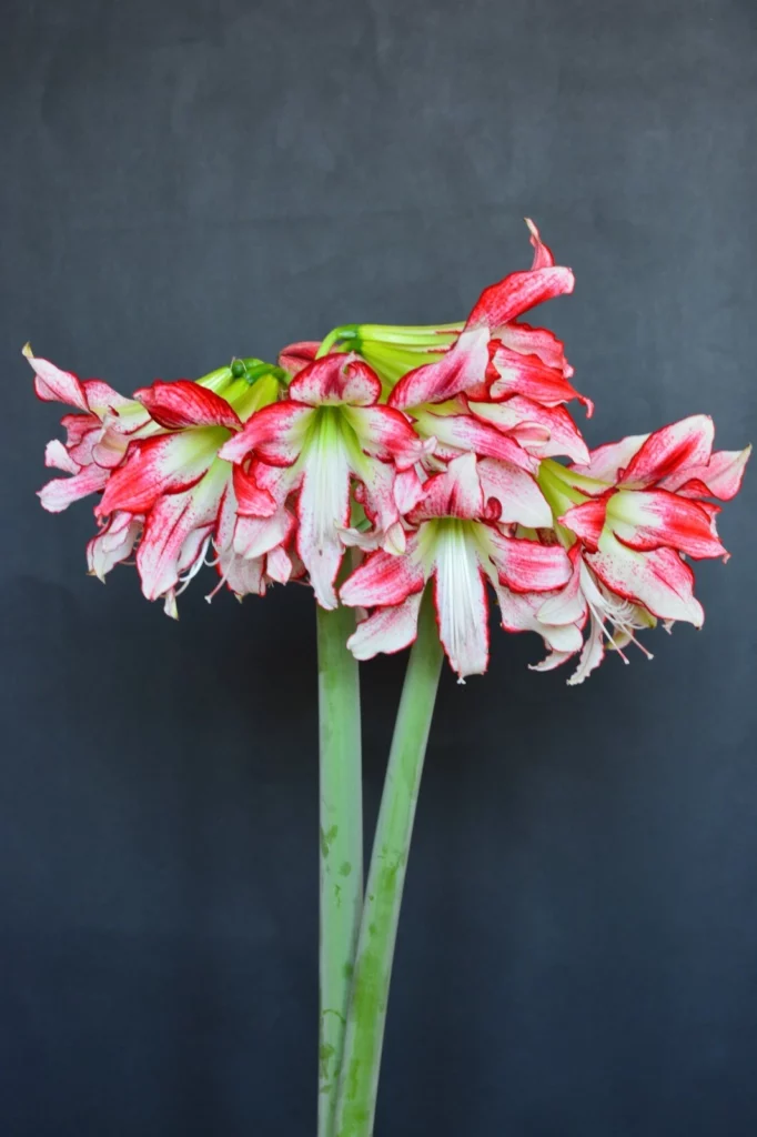 Hippeastrum sonatini Strips and Strips 1 bulb Flowers Size bulb.