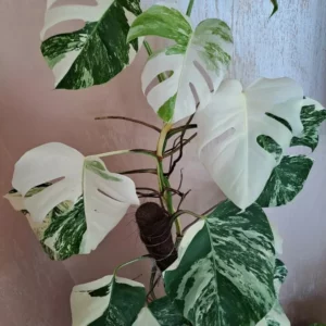 Monstera Variegated deliziosa Albo! PLANT