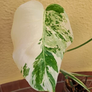 Alternative view of Monstera Variegated deliziosa Albo! PLANT