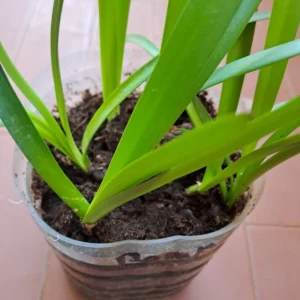Alternative view of Hippeastrum Pampeanum 1 bulb