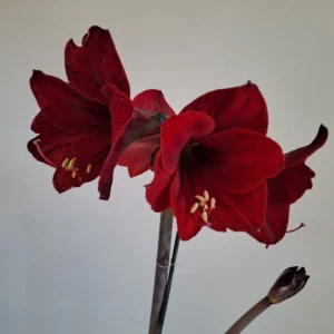 Alternative view of Hippeastrum aulicum var Robustum x #1851 reticulatum 10 seeds.
