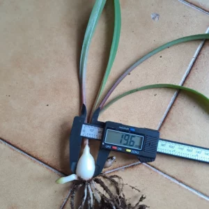 Hippeastrum stylosum 1 bulb.