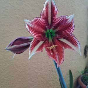 Hippeastrum Acamanii X Papilio 1 bulb.