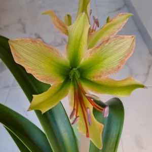 Alternative view of Hippeastrum Aulicum var Robustum x Calyptratum hybrid- 10 seeds.
