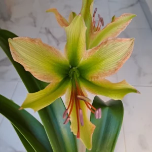 Alternative view of Hippeastrum Calyptratum Hybrid N3 X Mandonii - 10 seeds.