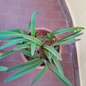 Alternative view of Hippeastrum multiflorum 1 bulb.