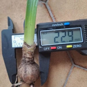 Hippeastrum blossfeldiae 'Sao Sebastiao - 1 bulb.