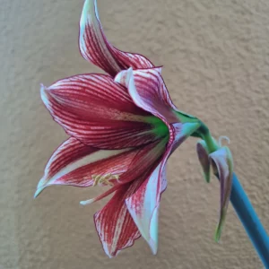 Alternative view of Hippeastrum Acamanii X Papilio 1 bulb.