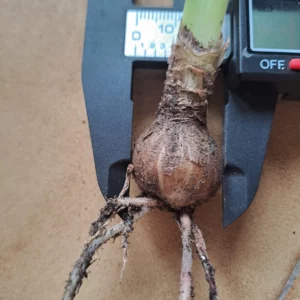 Alternative view of Hippeastrum blossfeldiae 'Sao Sebastiao - 1 bulb.