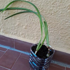 Hippeastrum macbridei 1 bulb.